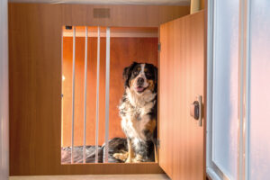 DogLiner Wohnmobil für Hundebesitzer (c) 4pfoten-mobile