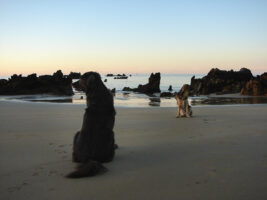Sonnenuntergang mit Hund am Strand