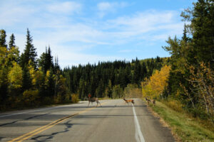 Wildlife on the road
