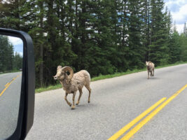 Dickhornschafe auf dem Highway in Kanada