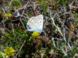 Ein wunderschöner Schmetterling am Aussichtspunkt auf die Vikos Schlucht