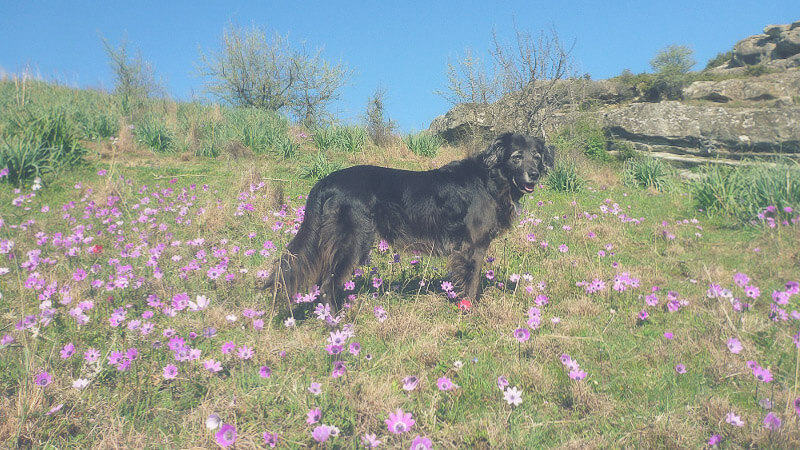 Reisen und Campen mit Hund in Griechenland