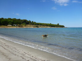 Ein Hund im Meer in Griechenland