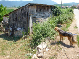 Ein Hund und ein Esel in Albanien