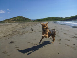 Ein Hund am Strand in Albanien