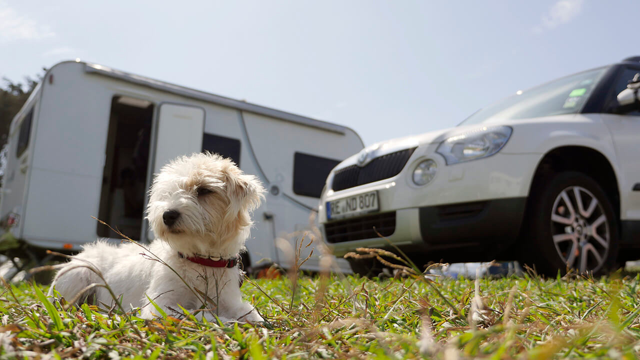 Hitze und Sonne – Eine große Gefahr für Hunde