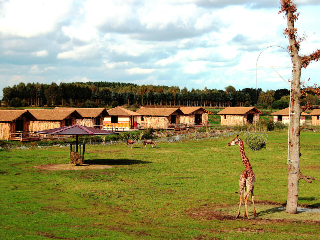 Unglaublich schön und luxuriös: 15 Glamping-Unterkünfte in Deutschland 16 Übernachten im Serengetipark - www.serengeti-park.de
