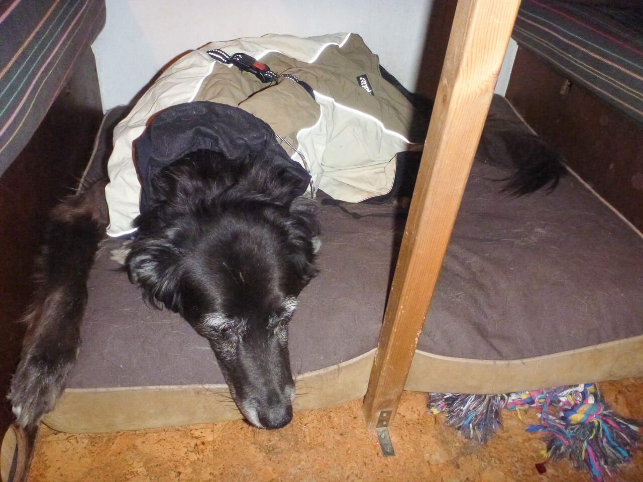 Mangelnde Isolation im Camper und die Gefahr für deinen Hund 10 Funktionskleidung für Hunde - Hundemantel