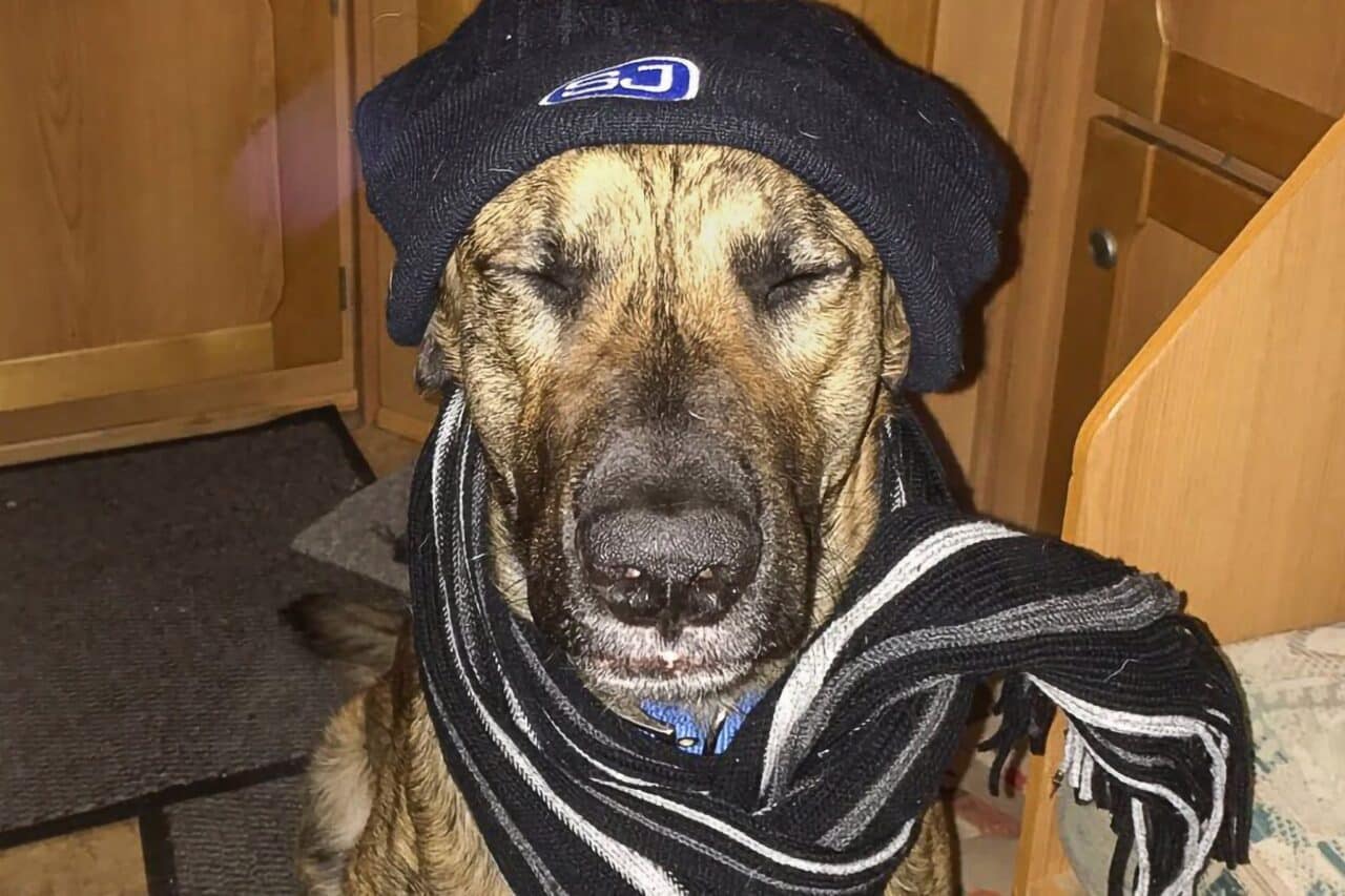 Isolation im Camper, Hund vor Kälte schützen im Wohnmobil