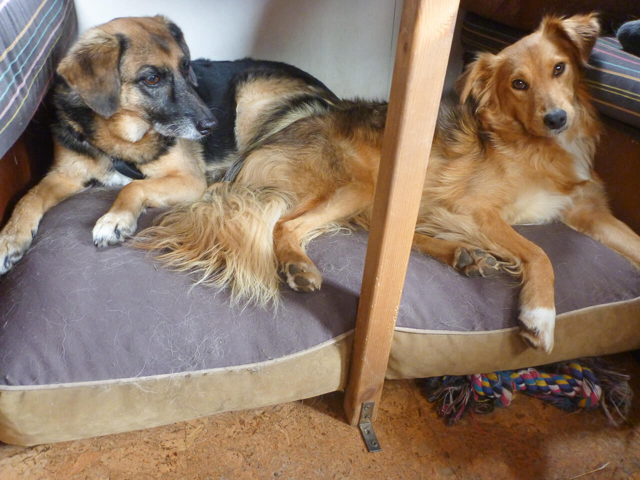 Mangelnde Isolation im Camper und die Gefahr für deinen Hund 9 Kälteschutz für Hunde im Wohnmobil