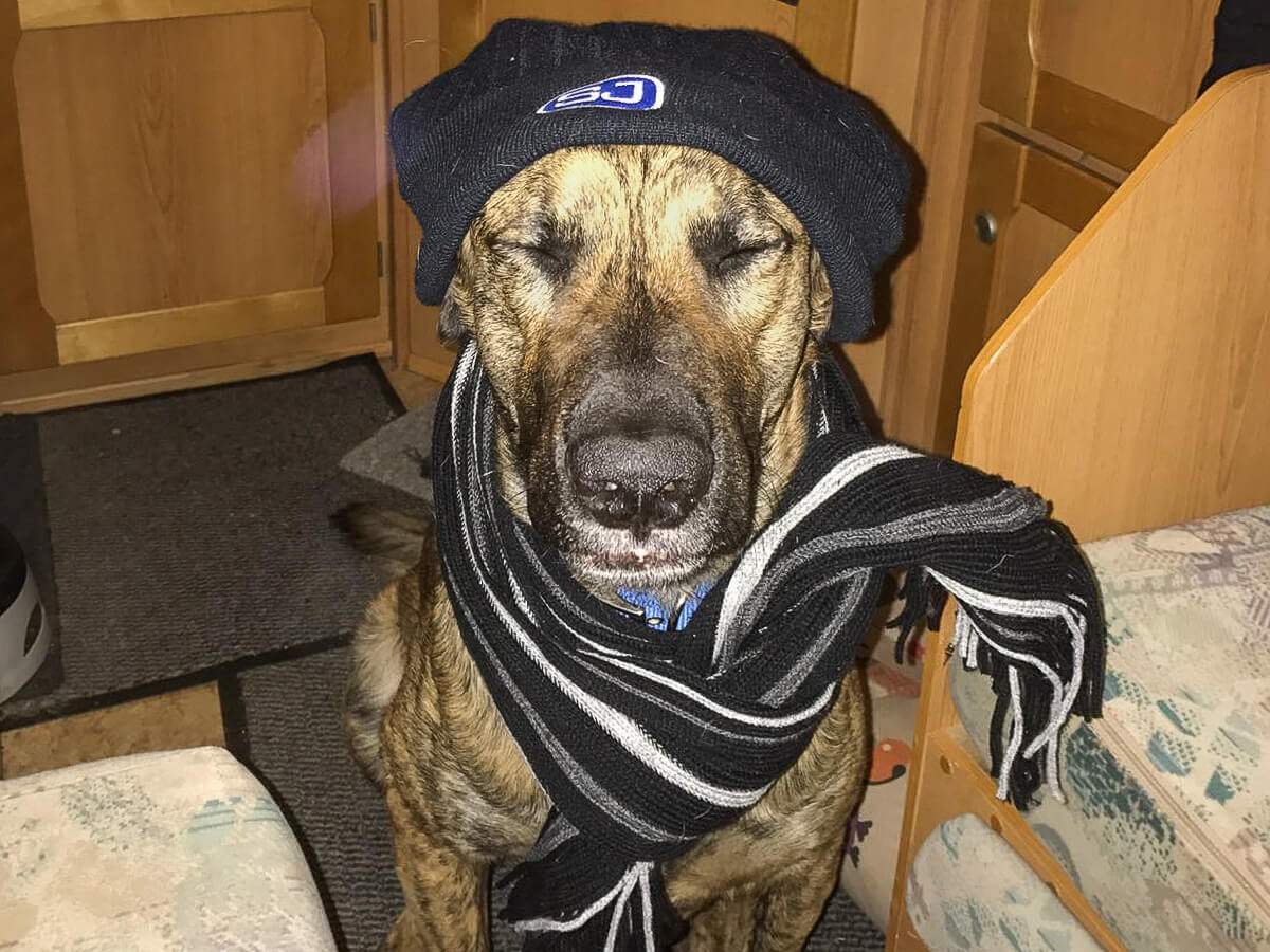 Mangelnde Isolation im Camper und die Gefahr für deinen Hund 8 Hund warm eingepackt im Camper