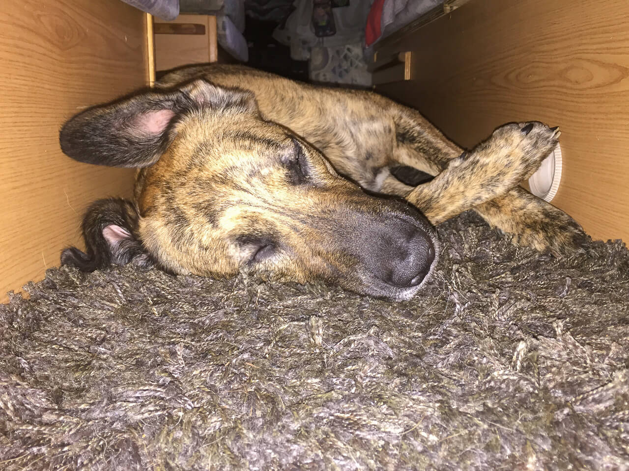 Mangelnde Isolation im Camper und die Gefahr für deinen Hund 2 Kalter Fußboden im Camper für den Hund abdecken