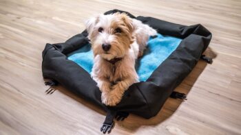 Hunde reisebett 20