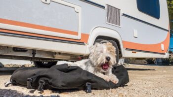 Produkttest Hunde-Reisebett von Handmade for dogs