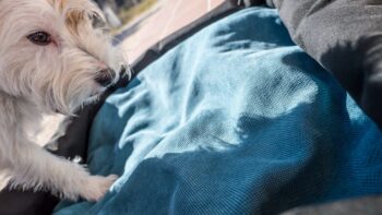 Hunde reisebett 6