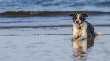 Ein Hund am Meer. An vielen Stränden Frankreichs werden Hunde zumindest in der Nebensaison toleriert.