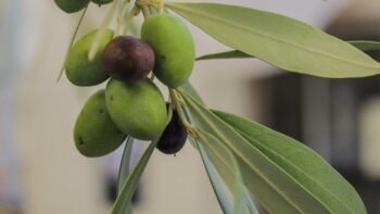 Oliven an einem Strauch in der Provence. Suedfrankreich ist ein schoenes Reiseziel fuer den Fruheling.