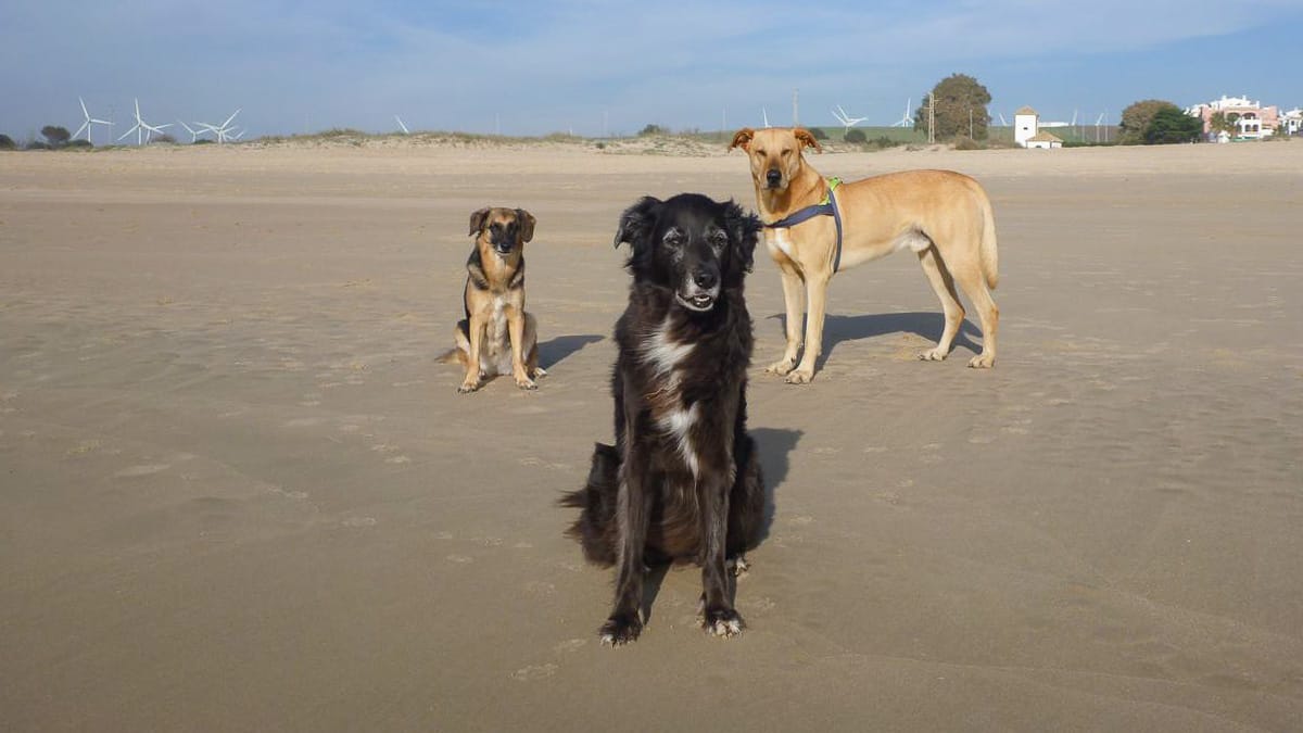 Hundestrände in Spanien – Entspannt baden mit dem Vierbeiner