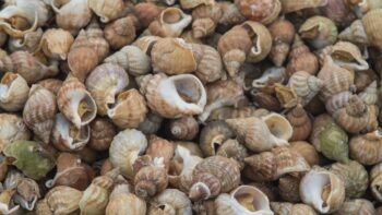 Regionale Muscheln gibt es auf dem Markt in Frankreich