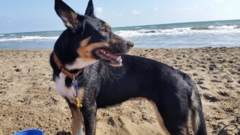 Camping in Portugal mit Hund