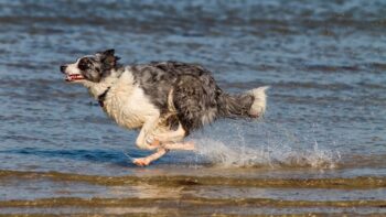 Hundestrand Frankreich rennend