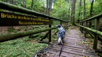 Spaziergang mit Hund durch die Kaskadenschlucht in Rhoen