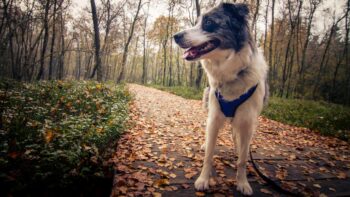 Ein Hund auf einem Spaziergang in Rotes Moor in Rhön