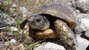 Nachhaltig Reisen Tierbeobachtungen