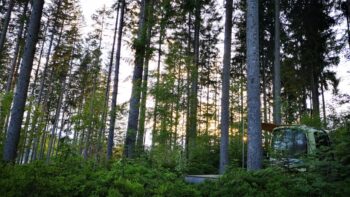 Stille im Wald zwischen Baumzelten und Gondeln