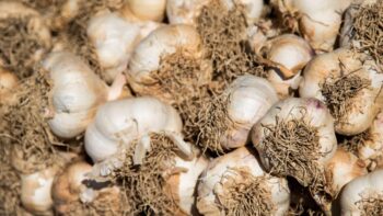 Knoblauch auf den Märkten in Frankreich