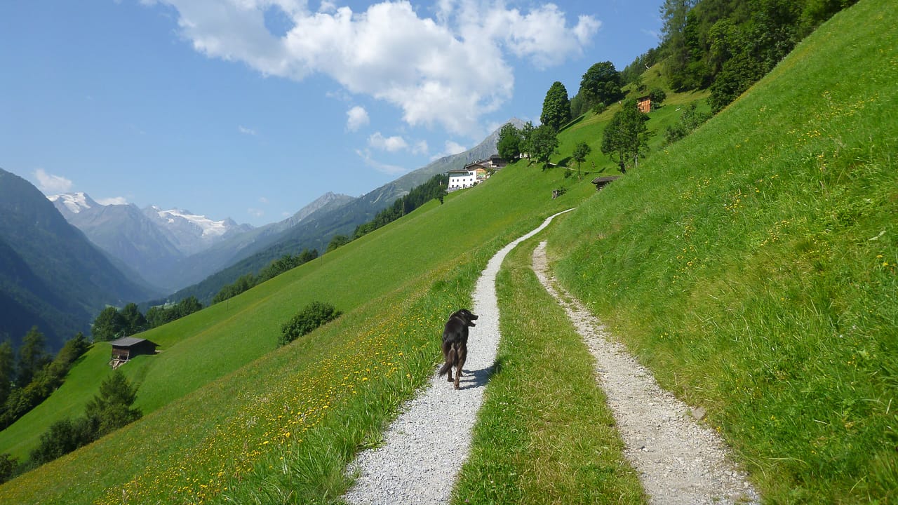 Reisen und Camping mit Hund in Österreich – Vorschriften und Erfahrungen