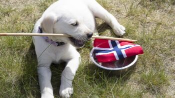 Camping mit Hund in Skandinavien Dänemark