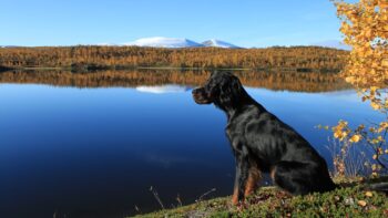 Reise in Skandinavien mit Hund