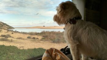 Aussicht aus dem Camper auf einen Campingplatz in Portugal mit Hund