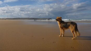Urlaub mit Hund in Portugal am Strand