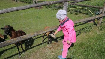 Schafe und Ziegen streicheln beim Camping auf dem Bauernhof