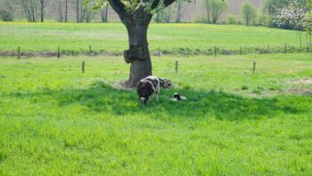 Ziegen beim Camping auf dem Bauernhof