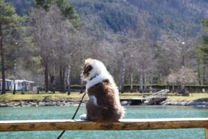 Camping mit Hund in Kärnten - Rosental Roz