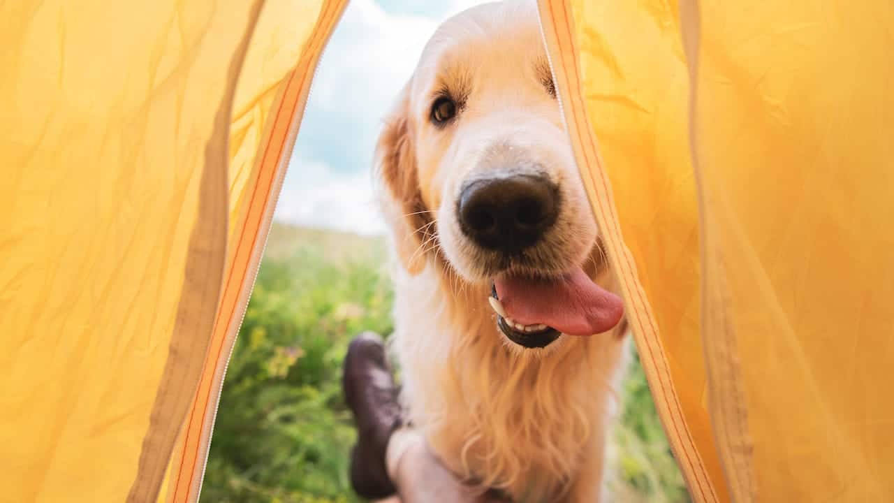 Camping mit Hund – 5 hundefreundliche Top-Campingplätze in Österreich