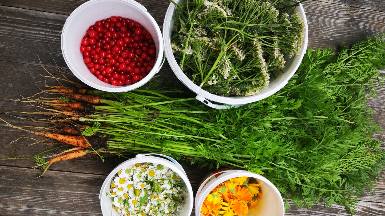 Gesundes Camping-Essen: DIY Trocknen, Dörren und Backen statt Dosenfutter