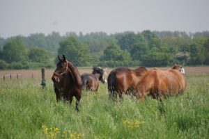 Pferde auf einer Weide beim Camping mit Pferd