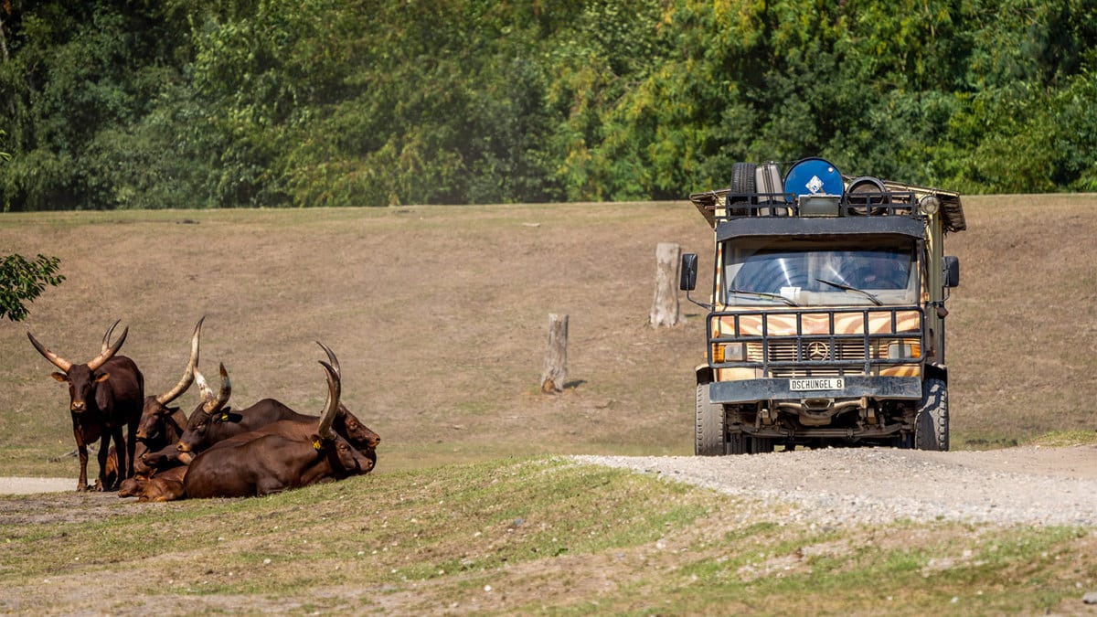 Camping an Freizeitparks: Vergnügen für die ganze Familie 6 EIne Serengeti Safari beim Camping am Freizeitpark in Deutschland