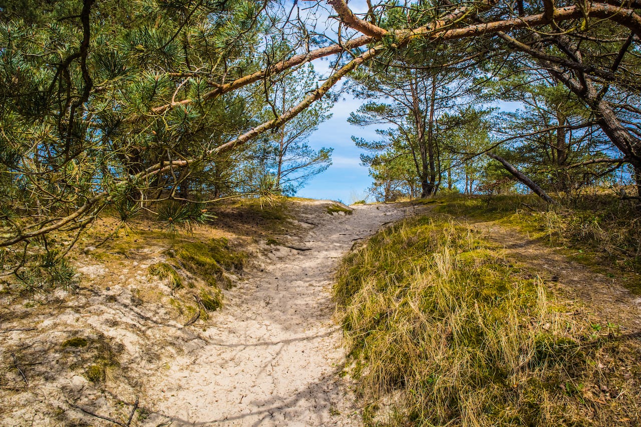 Camping auf Usedom – die Sonneninsel für die ganze Familie 3 Usedom Duene Wald