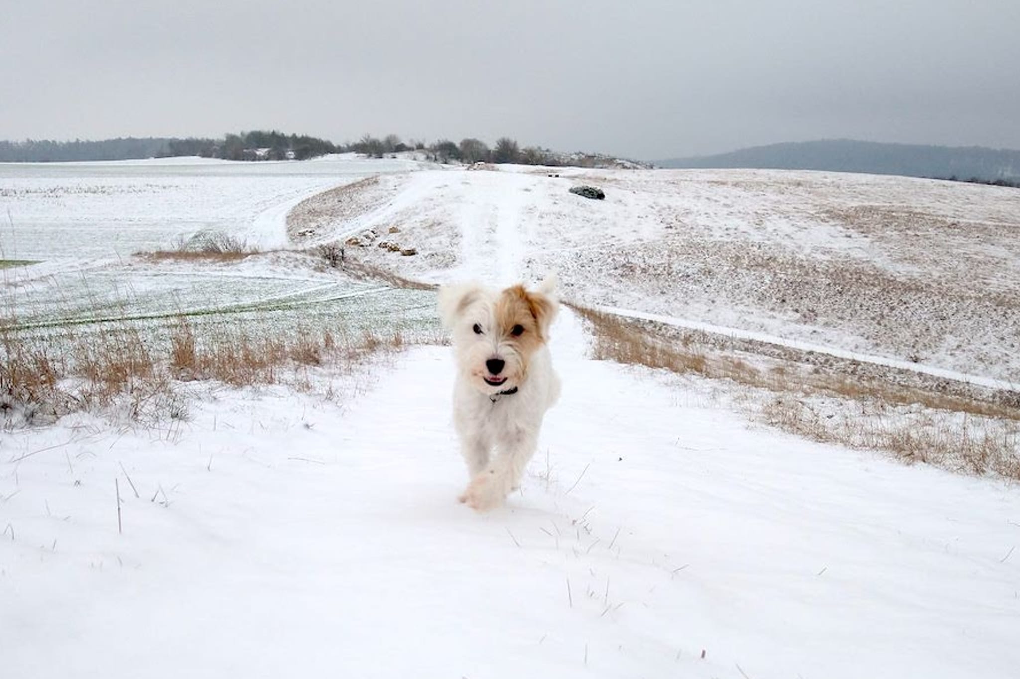 Wintercamping mit Hund: So hältst du deinen Vierbeiner warm 2 Hund Schnee Wintercamping