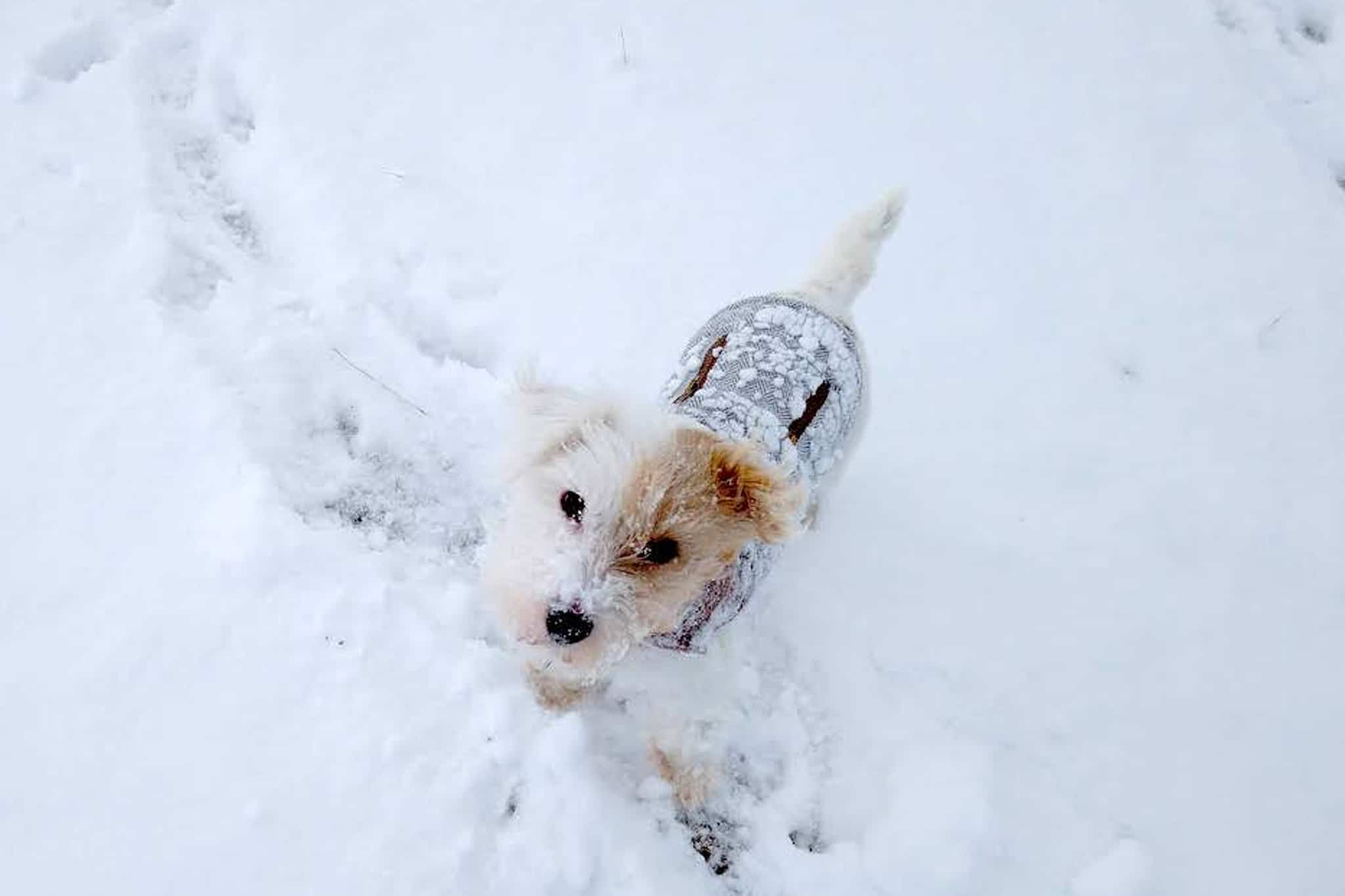Wintercamping mit Hund: So hältst du deinen Vierbeiner warm