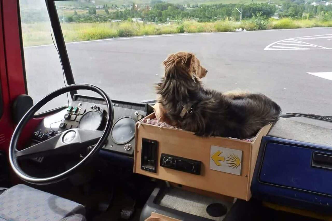 Das erste Mal Camping mit Hund: Was du beachten solltest