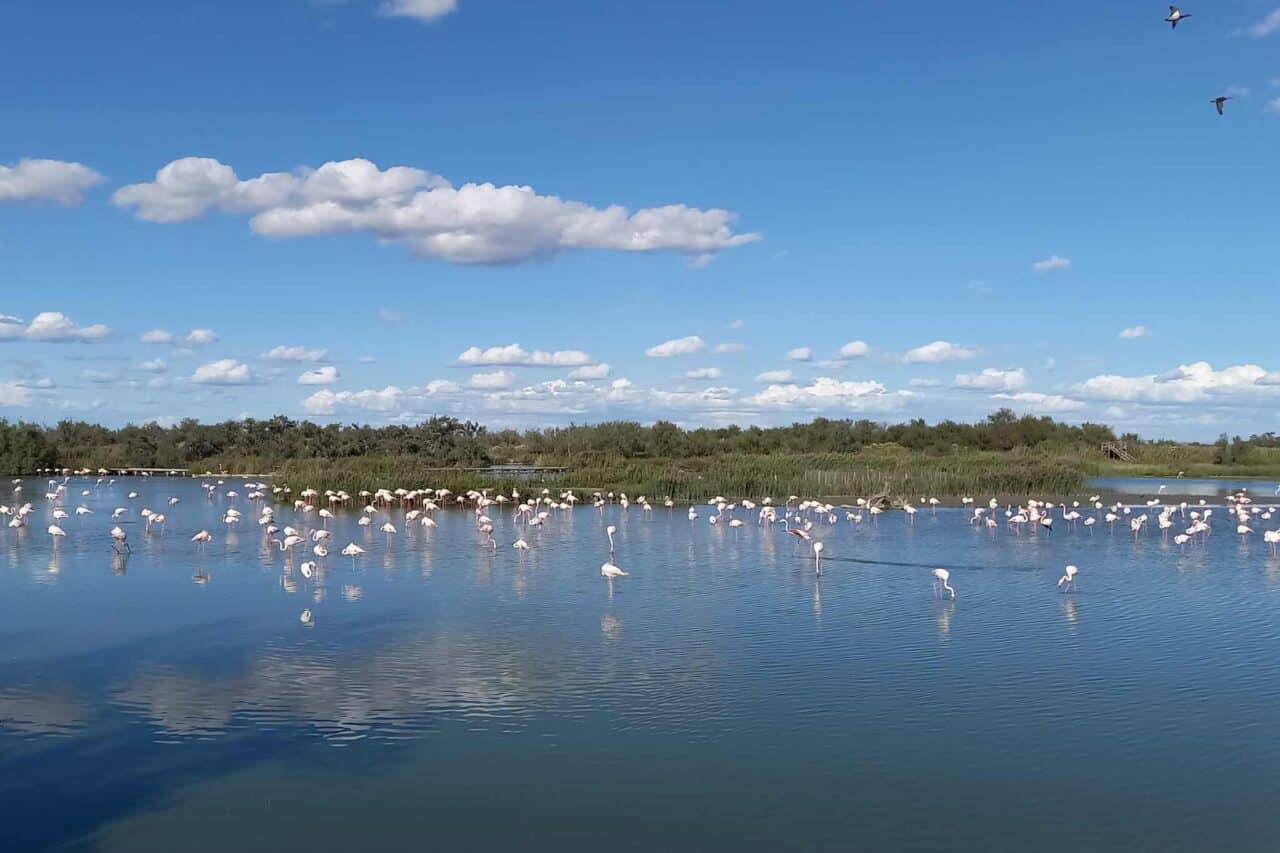 Camargue Camping Flamingos im Wasser