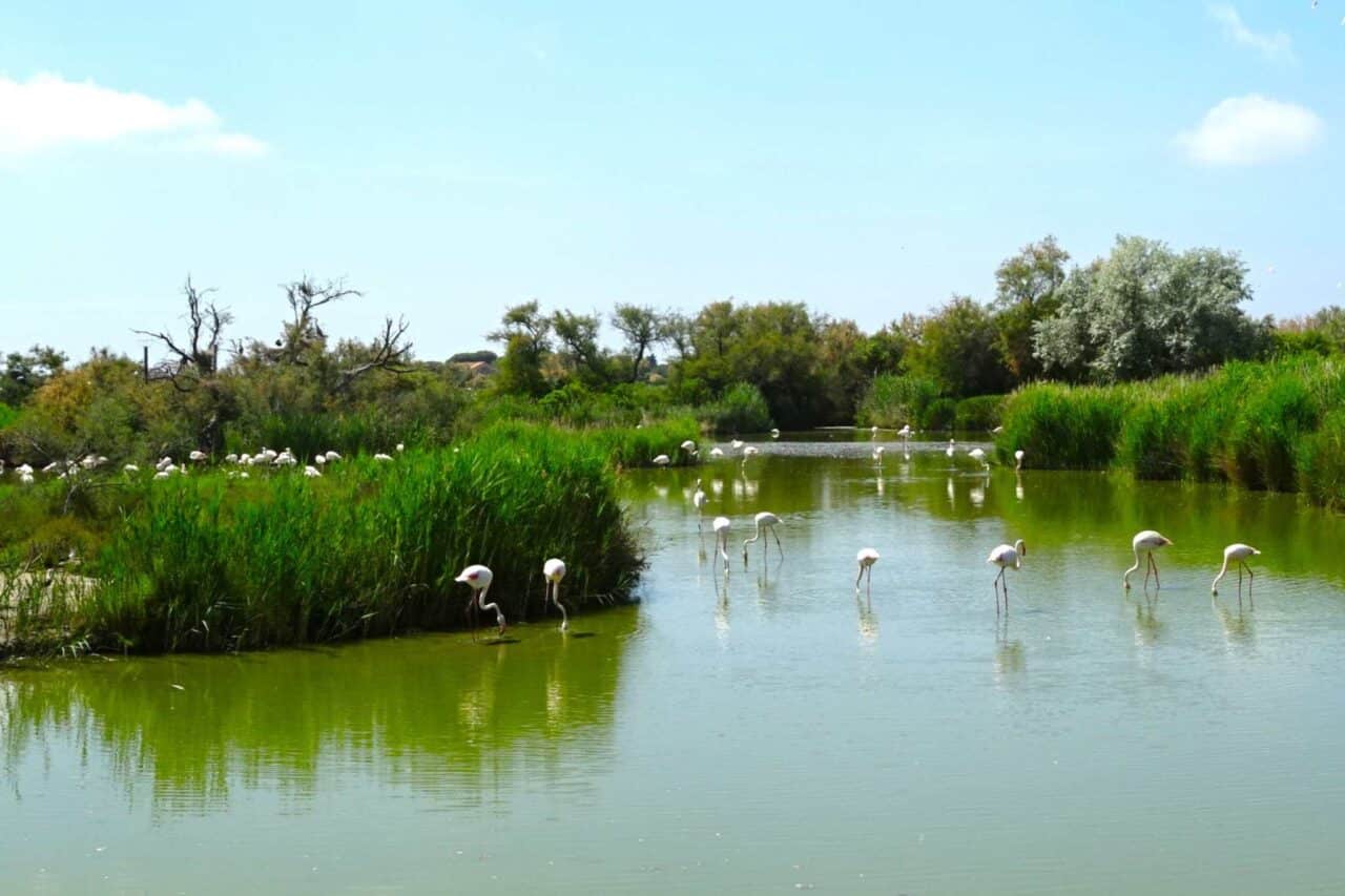 Wildlife, Camping, Abenteuer: Safariparks und besondere Tierparks – mit Stellplatztipps 20 Camping Safaripark: Für einen entspannten Besuch im ornithologischen Park in der Camargue sind mindestens zwei bis drei Stunden empfehlenswert. © Katja Scholz