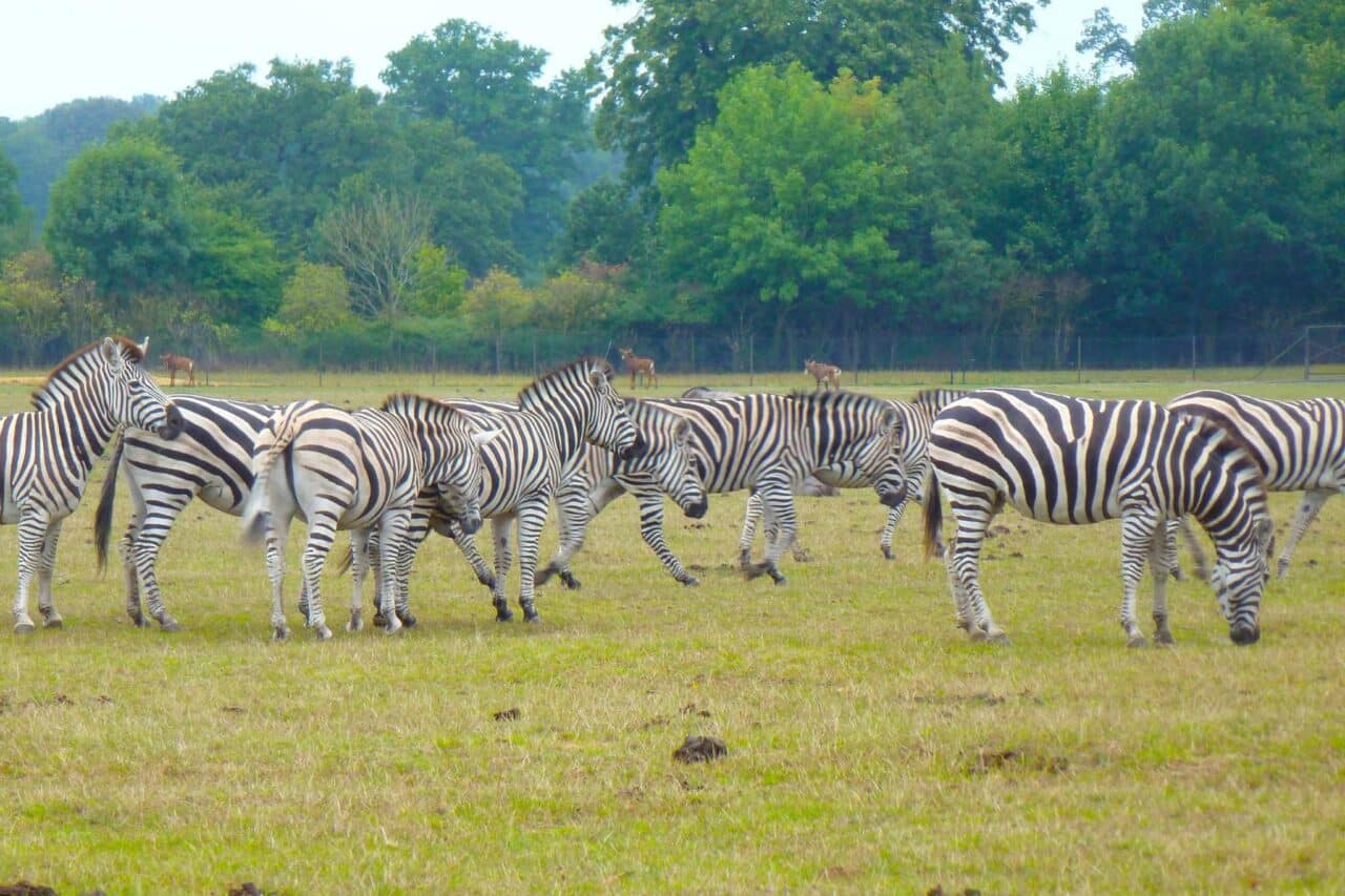 Wildlife, Camping, Abenteuer: Safariparks und besondere Tierparks – mit Stellplatztipps 12 Camping Safariparks Zebras