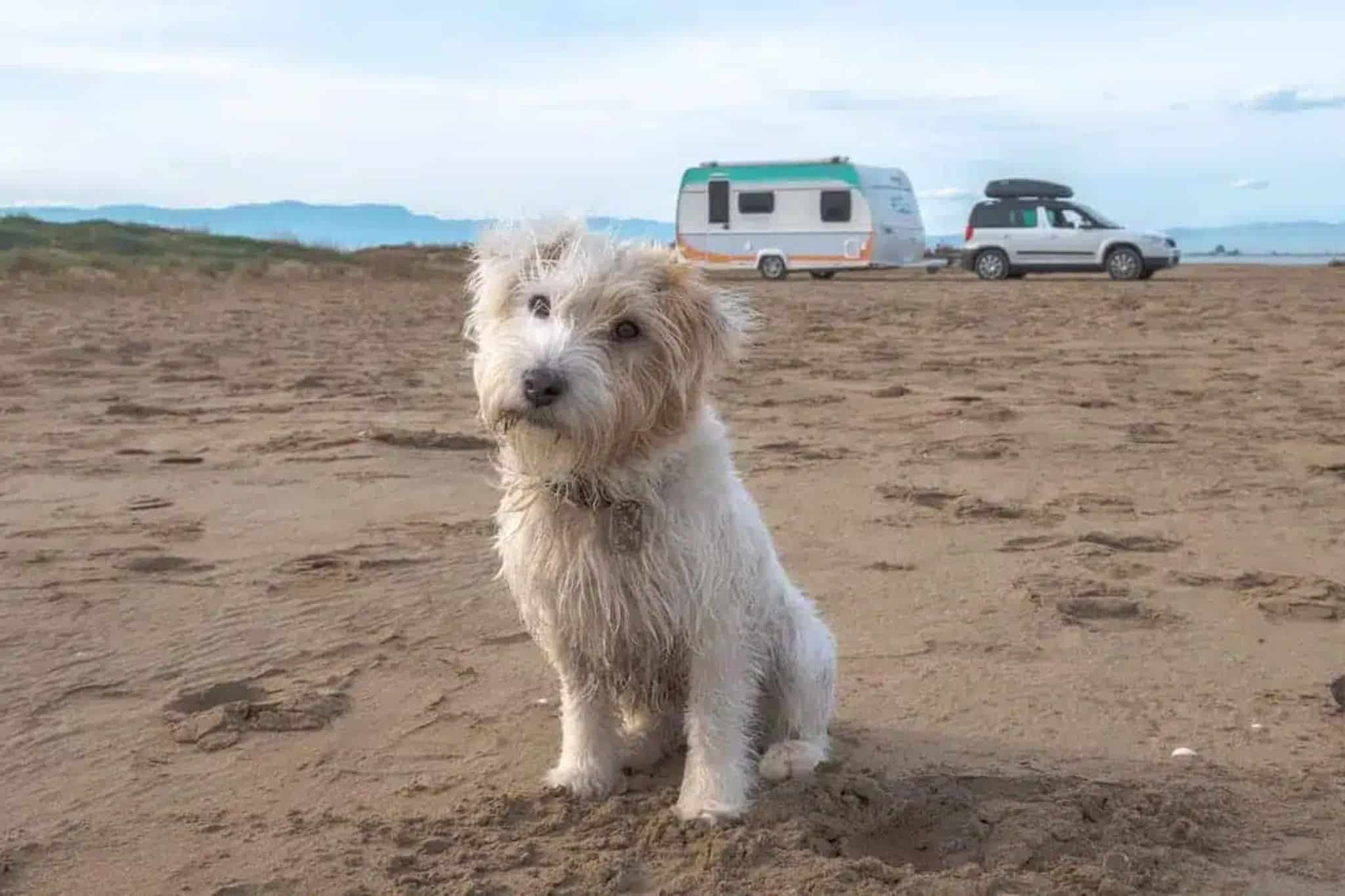 Camping mit Hund: Vorbereitungen und Checkliste